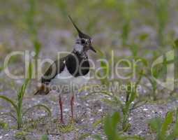 Northern Lapwing, Vanellus vanellus, in a field, Moro island, Denmark