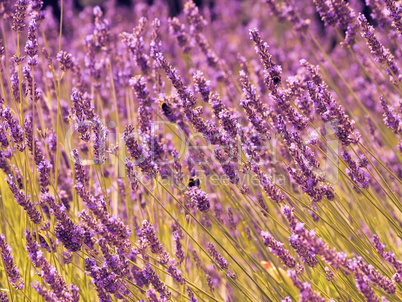 Lavender field on a summer day
