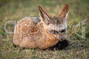 Bat-eared fox lies on grass watching camera