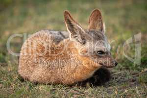 Bat-eared fox lies on grass facing right