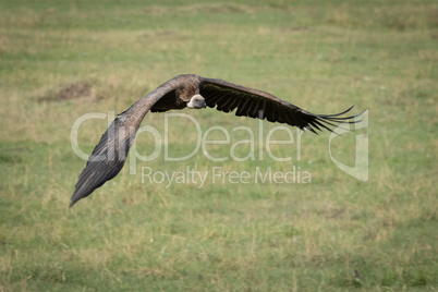 African white-backed vulture swoops low over grass