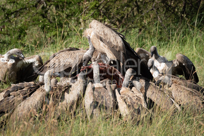 African white-backed vultures feed on buffalo carcase