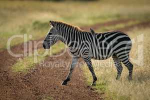 Bird on plains zebra crossing dirt track