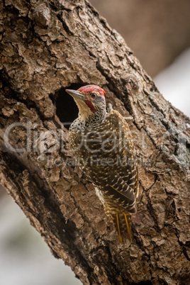 Bearded woodpecker turns from hole in tree