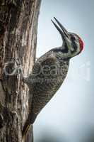 Bearded woodpecker opens beak on tree trunk