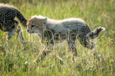 Backlit cheetah cub crosses grassland with sibling