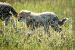 Backlit cheetah cub crosses grassland with sibling