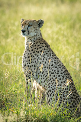 Backlit female cheetah sits in tall grass