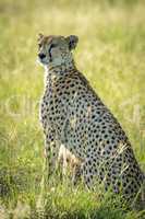 Backlit female cheetah sits in tall grass