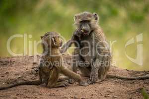 Baby reaches for food from olive baboon