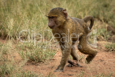Baby olive baboon walks through long grass