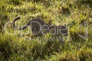 Backlit male leopard walks through wet grass