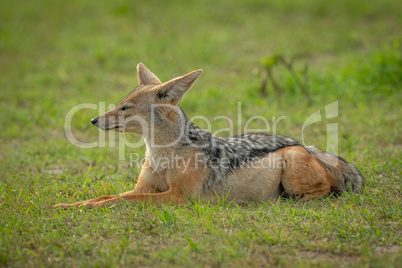 Black-backed jackal lies in grass facing left