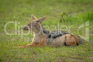 Black-backed jackal lies in grass facing left