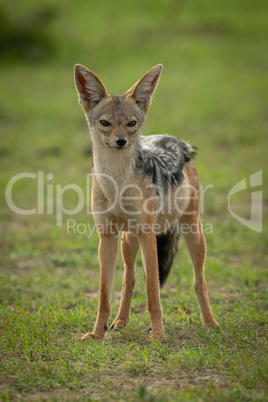 Black-backed jackal stands in grass watching camera