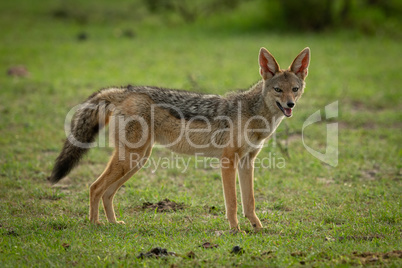 Black-backed jackal stands in grass eyeing camera