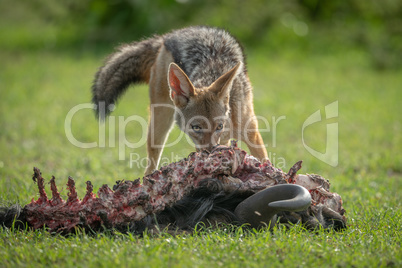 Black-backed jackal feeds on carcase of wildebeest