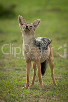 Black-backed jackal stands with both eyes closed