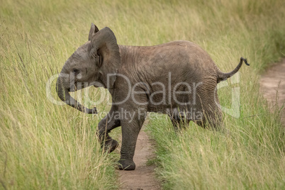 Baby elephant crosses track in long grass