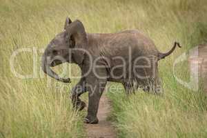 Baby elephant crosses track in long grass