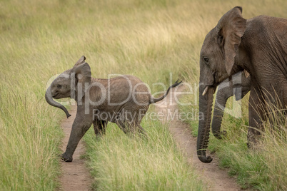 Baby elephant crosses track followed by others