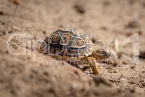 Baby leopard tortoise walks down sandy slope