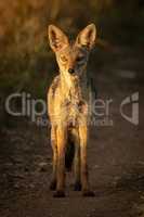Black-backed jackal stands on track eyeing camera