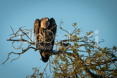 African white-backed vulture perches in golden light