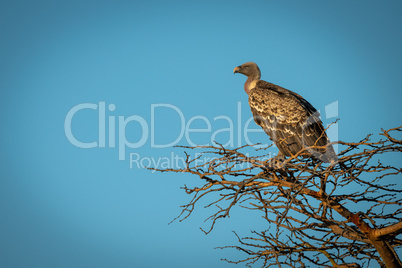African white-backed vulture perching in golden light