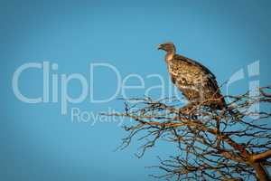 African white-backed vulture perching in golden light