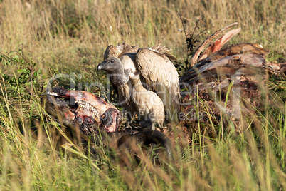 African white-backed vulture standing on buffalo carcase