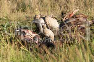 African white-backed vulture standing on buffalo carcase