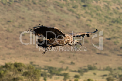 African white-backed vulture soars over grassy hillside