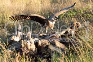 African white-backed vulture stretches wings by kill