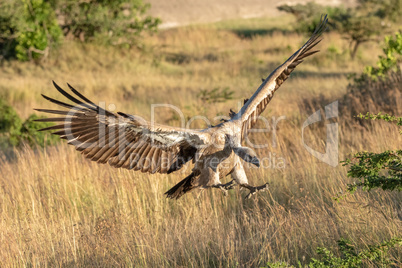 African white-backed vulture spreads wings to land