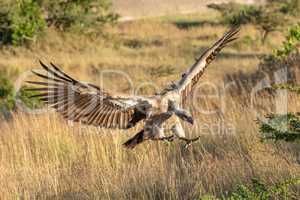 African white-backed vulture spreads wings to land