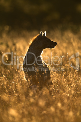 Backlit spotted hyena sits in long grass