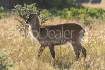 Backlit female waterbuck crosses savannah in sunshine