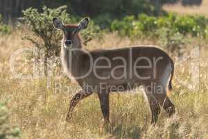 Backlit female waterbuck crosses grass in sunshine