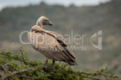African white-backed vulture stands on thorn tree