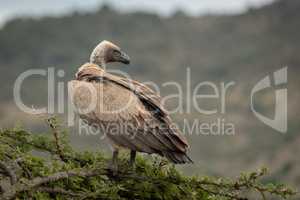 African white-backed vulture stands on thorn tree