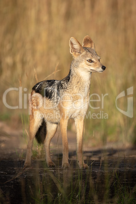 Black-backed jackal stands on rocks in sunshine