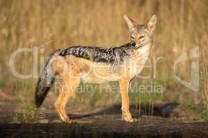 Black-backed jackal stands in profile turning head
