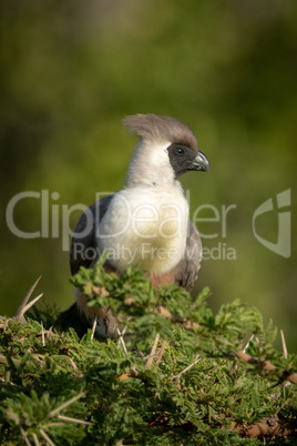 Bare-faced go-away-bird perches atop thorny acacia tree
