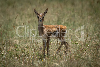 Baby Thomson gazelle in grass eyeing camera