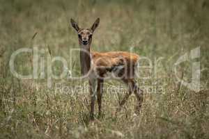Baby Thomson gazelle in grass eyeing camera