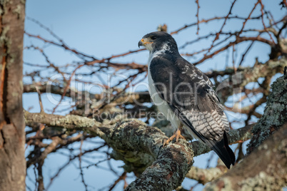 Augur buzzard perched on branch facing left