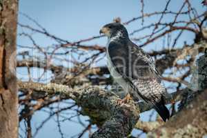 Augur buzzard perched on branch facing left