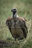 African white-backed vulture stands on grassy mound