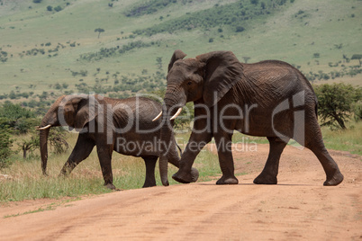 Big and small African elephant cross track